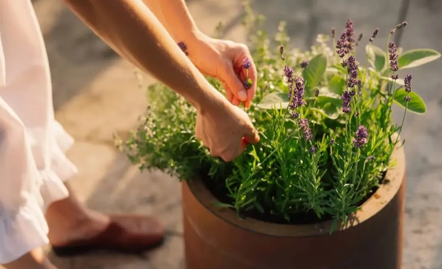 Mains cultivant la lavande dans une jardinière